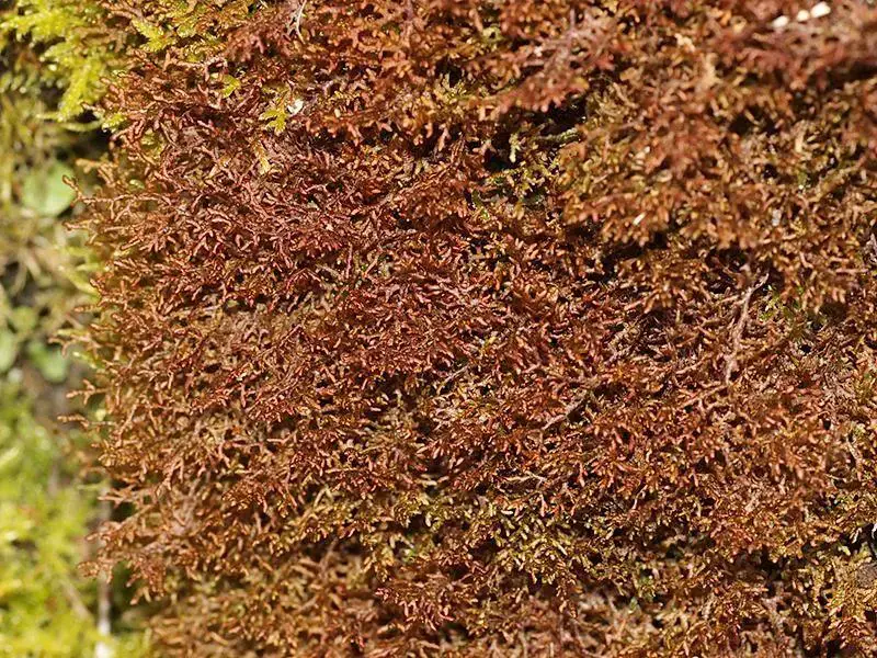 Frullania-tamarisci-(L.)-Dumort.-210683.jpg