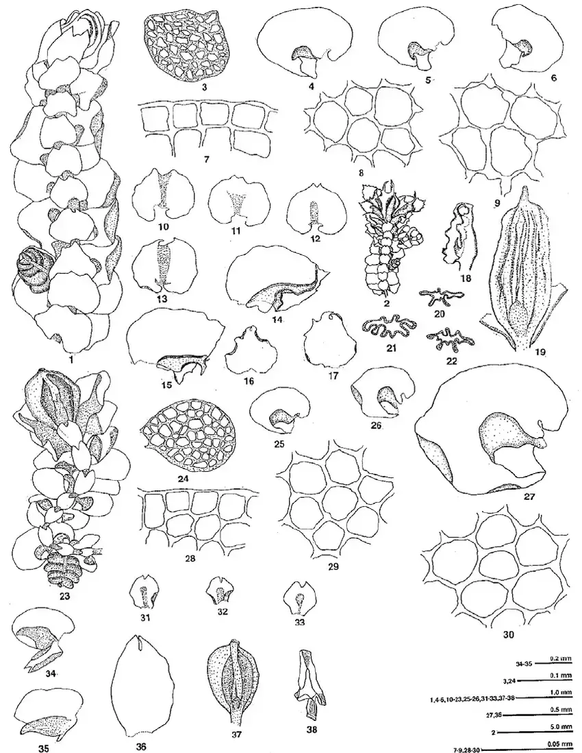 Frullania-wallichiana-Mitt-1-22-LWG-207967-A-1-Plant-ventral-view-2-Fertile.png