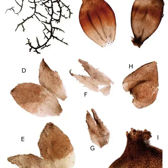 Frullania-weberbaueri-Steph-A-Habit-wet-dorsal-view-complete-plant-B-Perianth_Q640.jpg