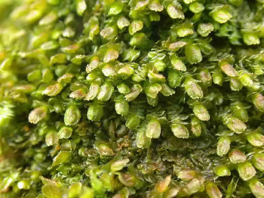 Frullania_dilatata_001.JPG