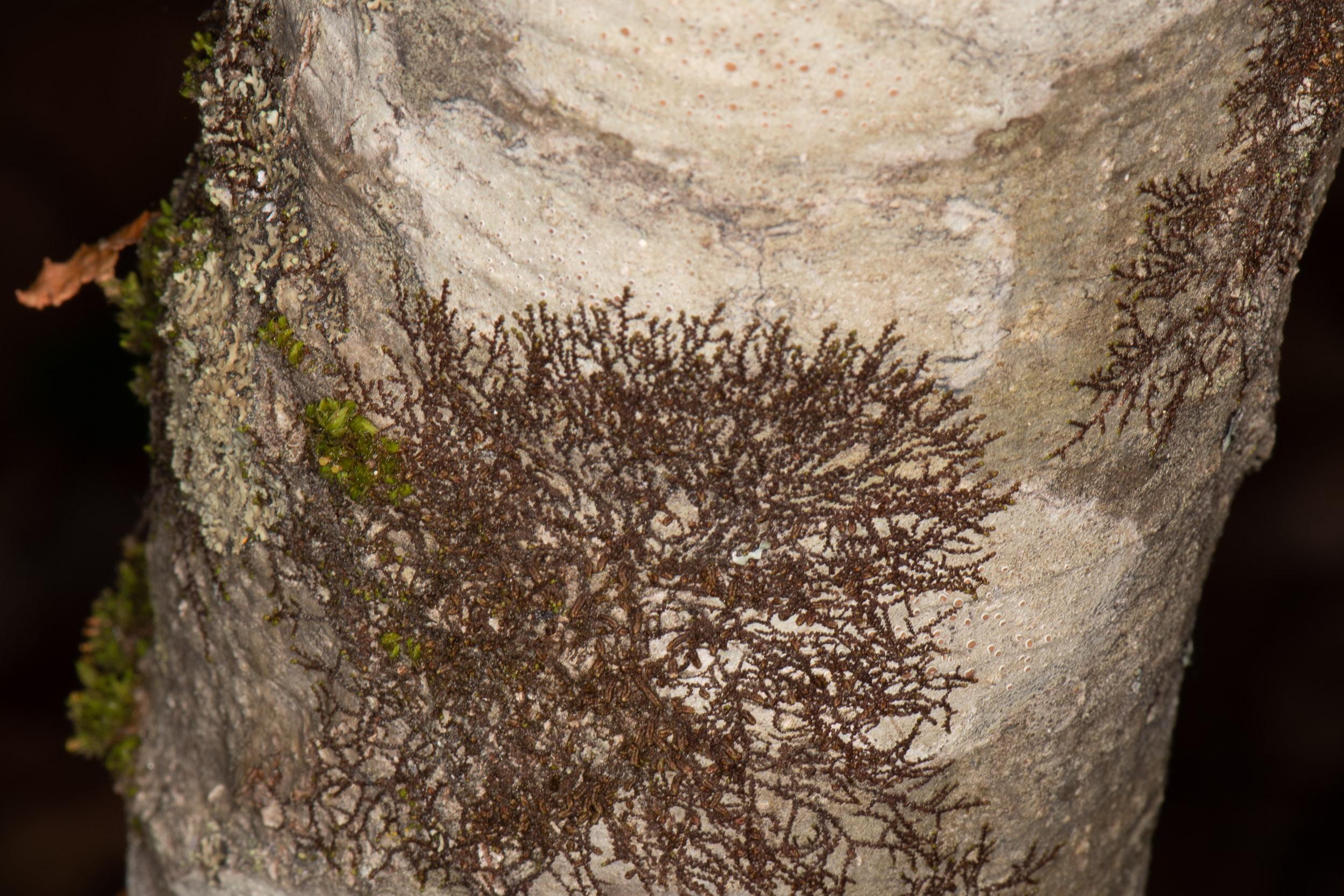 Frullania_eboracensis-D36DBDFF27.jpg