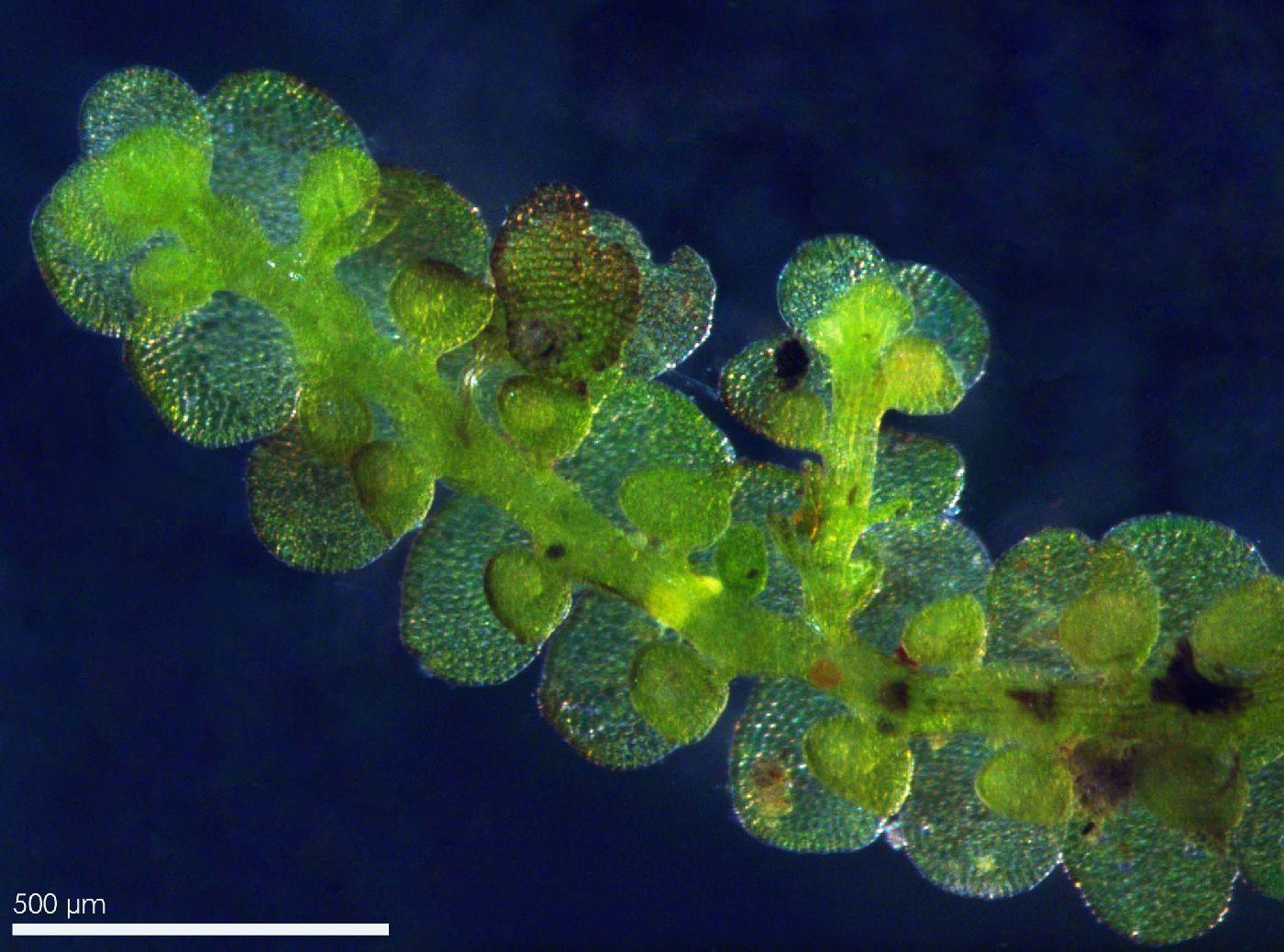 Frullania_eboracensis_NEIU_pla_1421021589_web.jpg