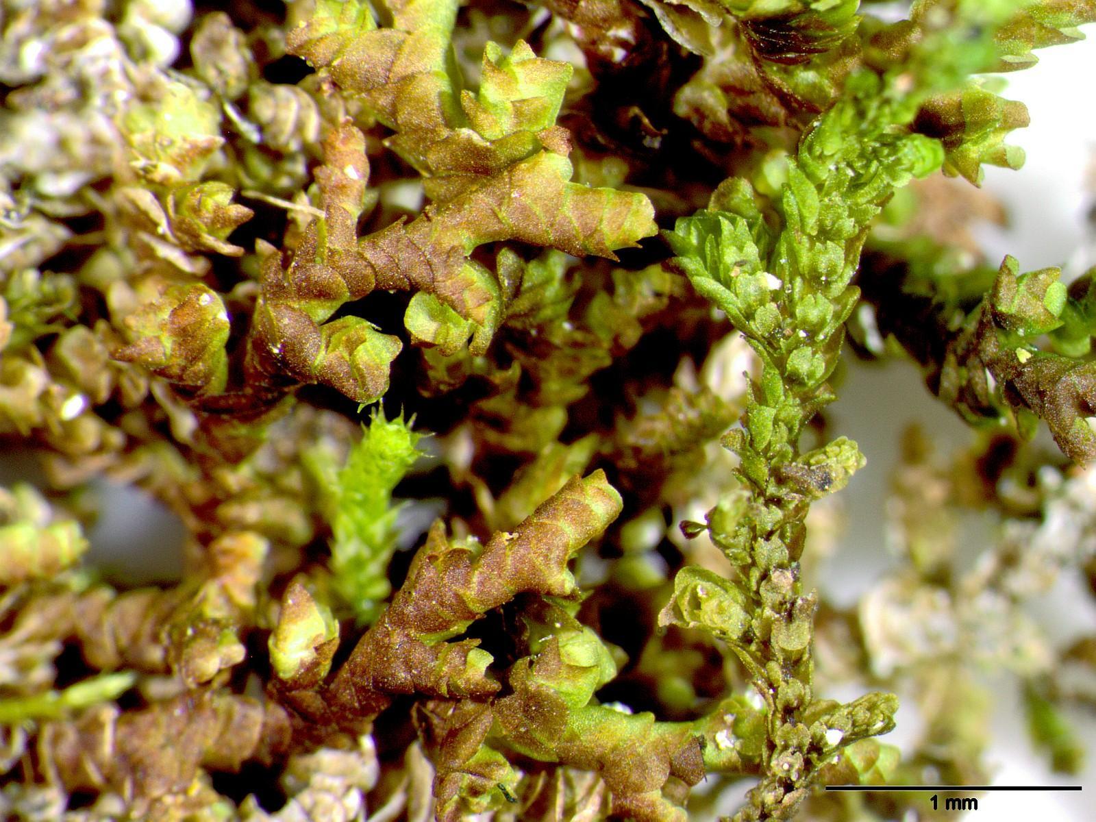 Frullania_ericoides_BS177_0.jpg