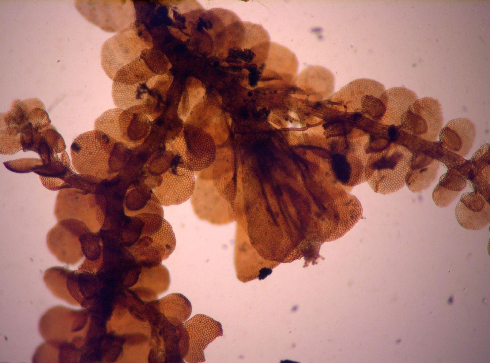 Frullania_kunzei_koch_790_0.jpg