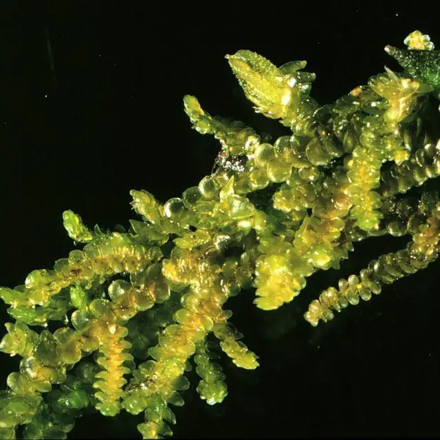 Frullania_pycnantha,_Liverwort,I_MVK1_1.jpg