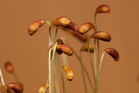 Funaria-hygrometrica-sporophytes-450x300.jpg