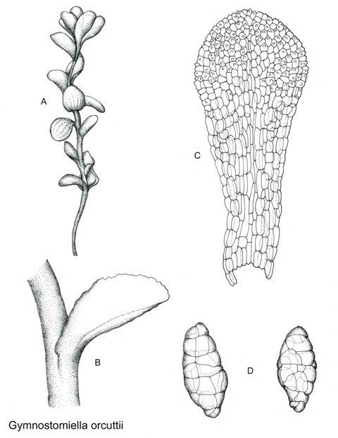 GYMNOSTOMIELLA.jpg