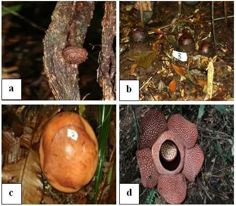 Gambar-3-Siklus-hidup-Rafflesia-arnoldii-RBr-a-fasekopula-dilokasi-1-b-fase.jpg