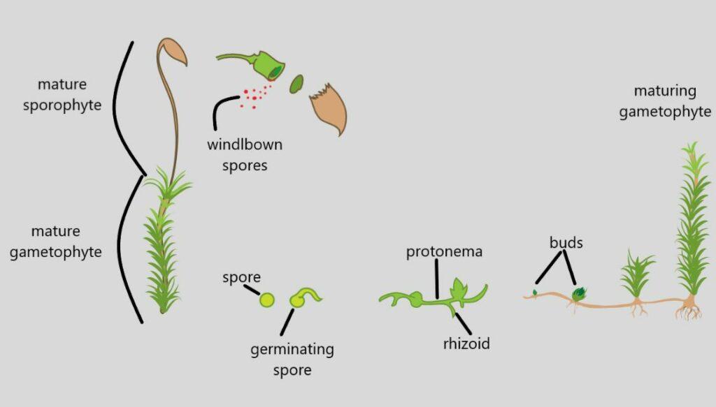 Gametophyte-Sporophyte-assexual-reproductions-of-moss--1024x583.jpg