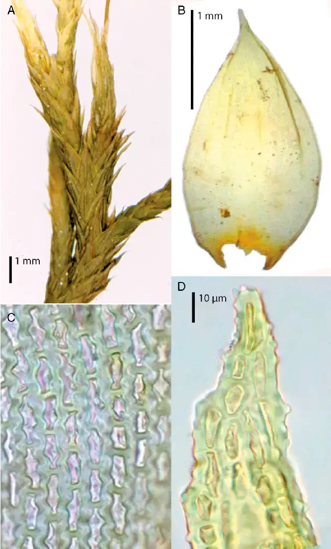 Gametophytic-features-of-Braunia-secunda-Hook-Bruch-Schimp-A-Habit-when-dry-B.png