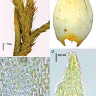 Gametophytic-features-of-Braunia-secunda-Hook-Bruch-Schimp-A-Habit-when-dry-B_Q320.jpg