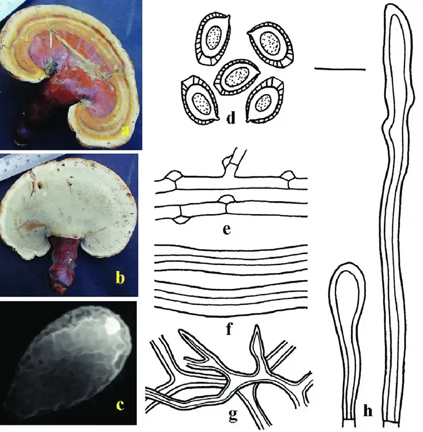 Ganoderma-curtisii-a-b-Sporocarp-showing-abhymenial-and-hymenial-surface-c.png