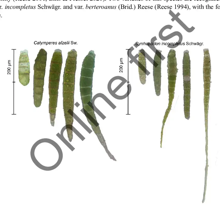 Gemmae-of-Calymperes-afzelii-Sw-and-Syrrhopodon-incompletus-Schwaegr-Mean-gemma-size-was.png