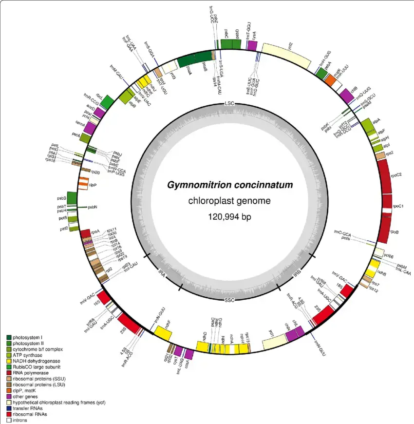 Gene-map-of-the-chloroplast-of-Gymnomitrion-concinnatum-Genes-inside-and-outside-the.png