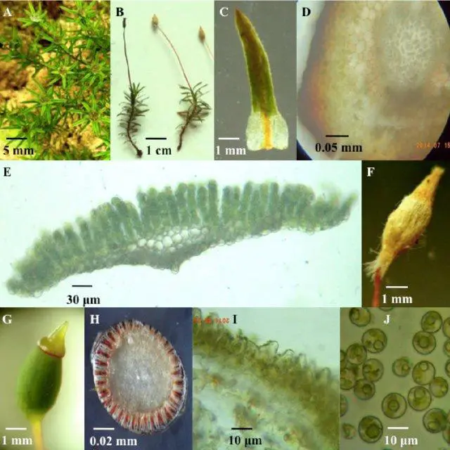 General-morphology-of-Pogonatum-A-male-gametophytes-with-perigonia-on-the-top-B_Q640.jpg