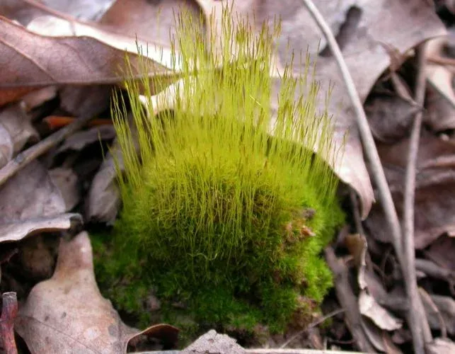 Golden_Thread_Moss_Moniteau_Co_4-12-15.jpg