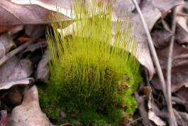 Golden_Thread_Moss_Moniteau_Co_4-12-15.jpg