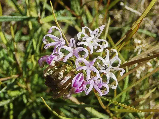 Grevillea-leiophylla.jpg