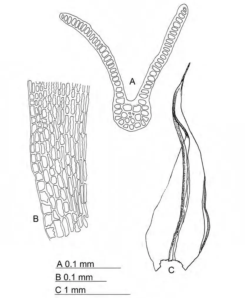 Grimmia-austrofunalis-A-Mid-leaf-section-B-Proximal-leaf-cells-C-Leaf-Williams.png