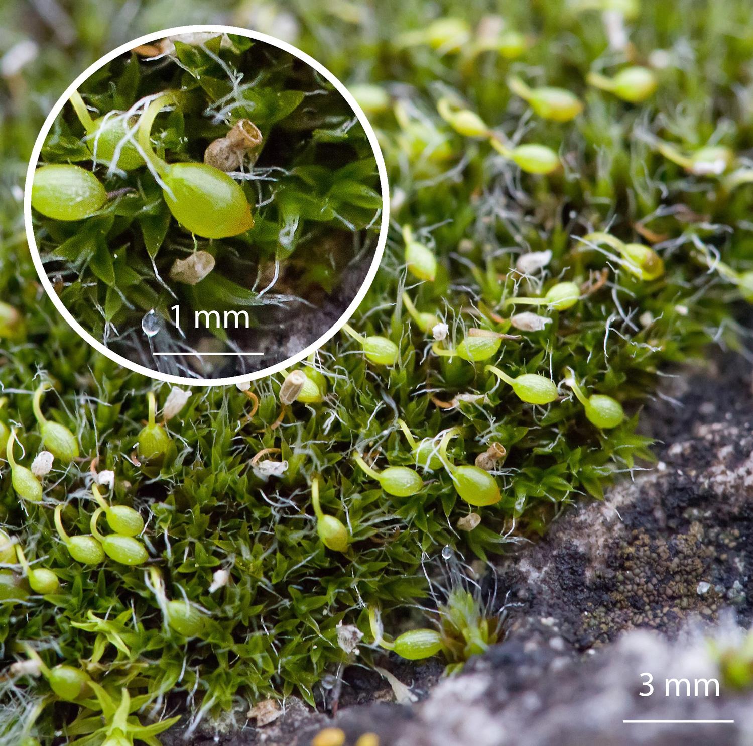 Grimmia-orbicularis-moss.jpg