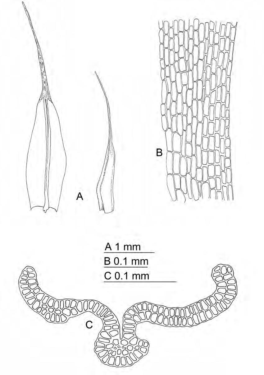 Grimmia-reflexidens-A-Leaves-B-Proximal-leaf-cells-C-Mid-leaf-section-Mahu-9686.png