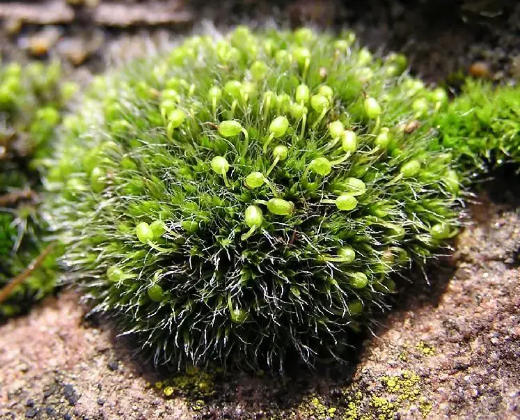 Grimmia%2Bpulvinata.jpg