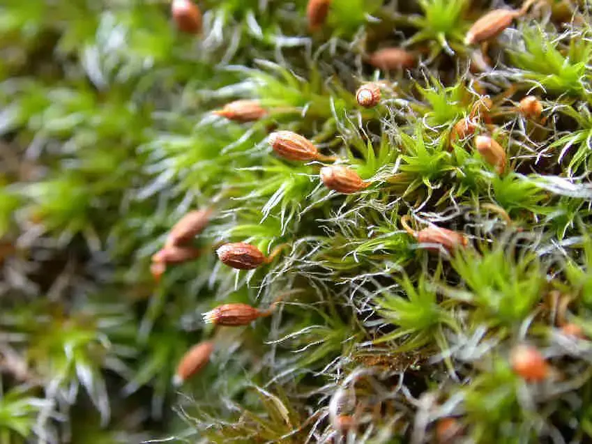 Grimmia_decipiens_014.JPG