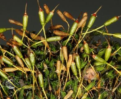 Grimmia_longirostris.jpg