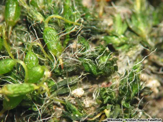 Grimmia_pulvinata_detailF.jpg