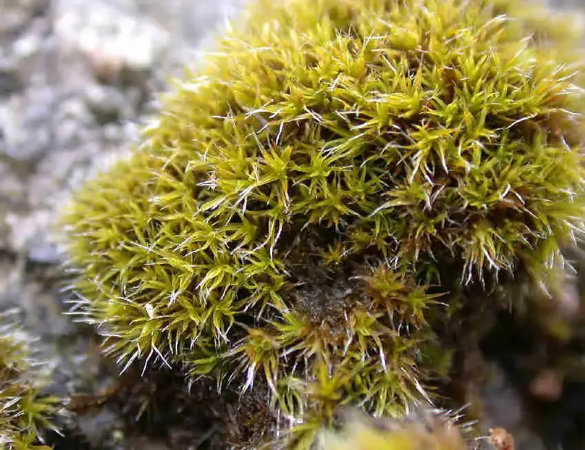 Grimmia_trichophylla_001.JPG