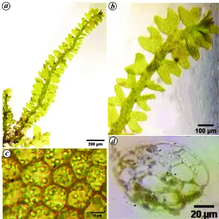 Gymnocolea-inflata-Huds-Dumort-a-Habit-b-A-portion-of-vegetative-shoot-enlarged.png