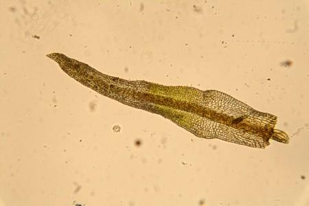 Gymnostomum-aeruginosum-61-450x300.jpg