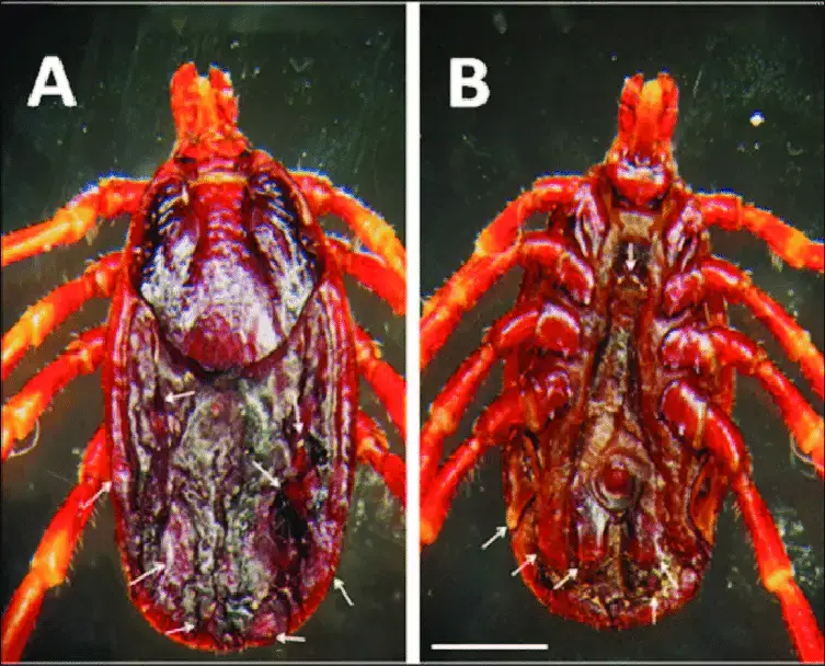 Gynandromorphic-Hyalomma-marginatum-A-Dorsal-view-the-pieces-of-male-scutum-marked.png