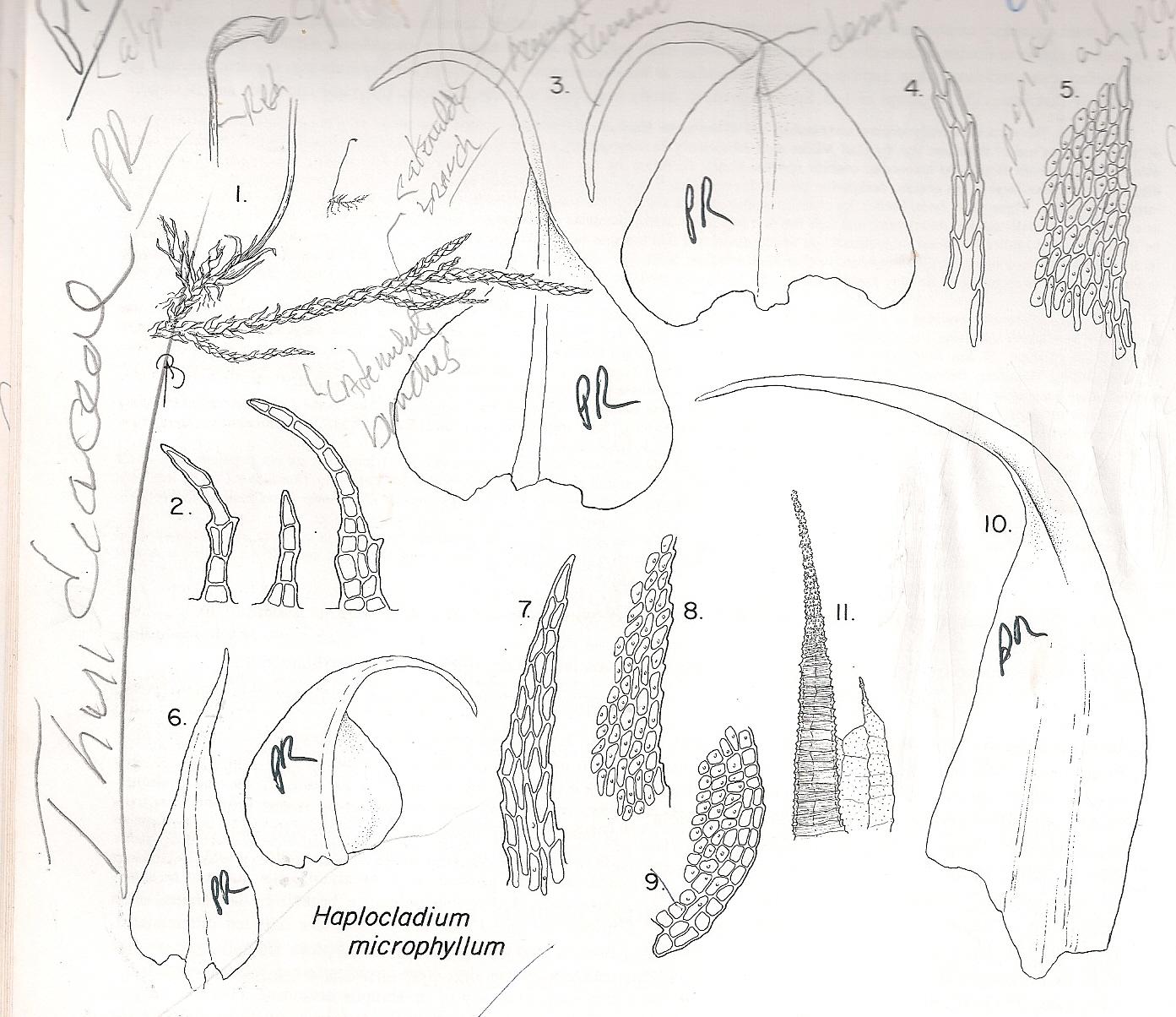 HAPLOCLADIUM%2BMICROPHYLLUM%2BLESKEACEAE.jpg