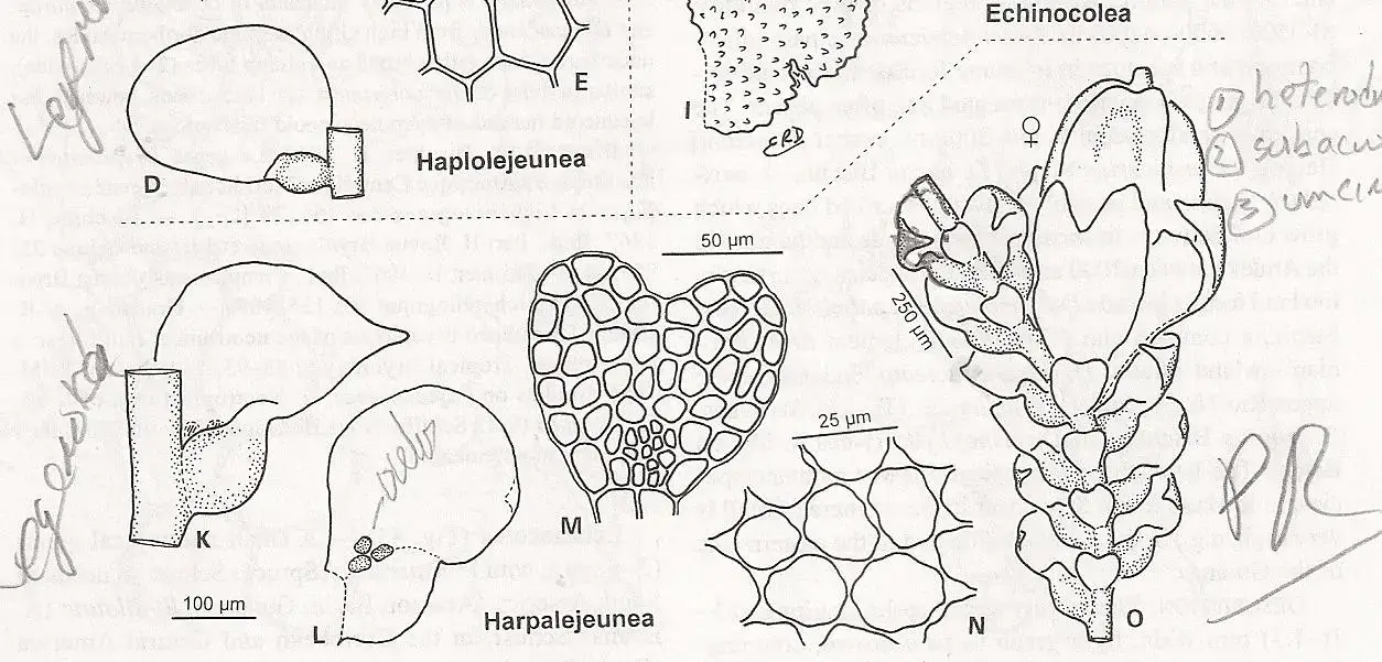 HARPALEJEUNEA.jpg