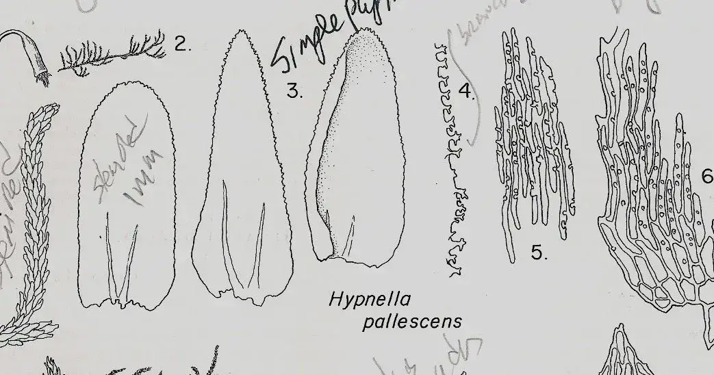 HYPNELLA%2BPALLESCENS.jpg