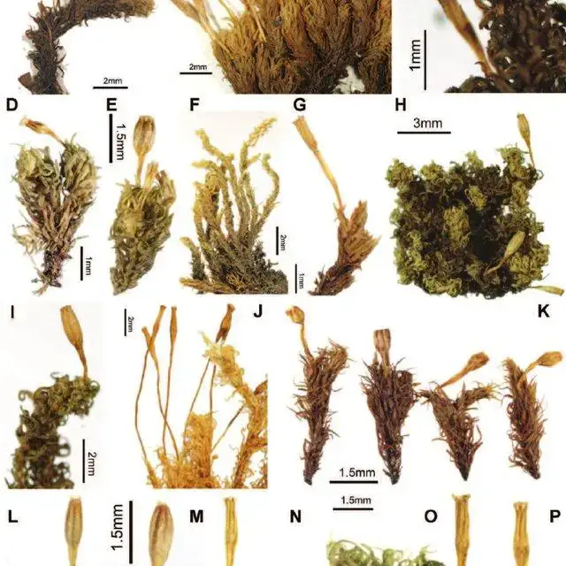 Habit-of-Asian-species-of-Ulota-A-U-robusta-B-U-drummondii-C-U-eurystoma_Q640.jpg