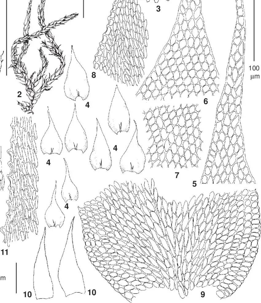 Habrodon-perpusillus-De-Not-Lindb-1-9-from-Adler-Ignatov-Ignatova-9VIII2002.png