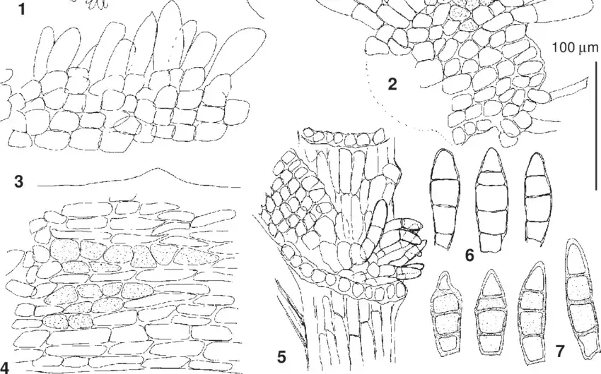 Habrodon-perpusillus-De-Not-Lindb-from-Adler-Ignatov-Ignatova-9VIII2002-MHA.png