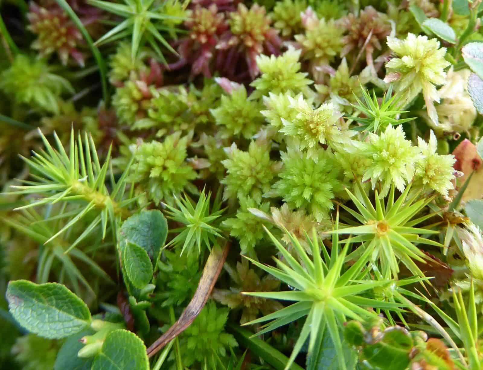 Haircap-Polytrichum-growing-with-Sphagnum-and-Bilberry-on-wet-heath-1600x1226.jpg