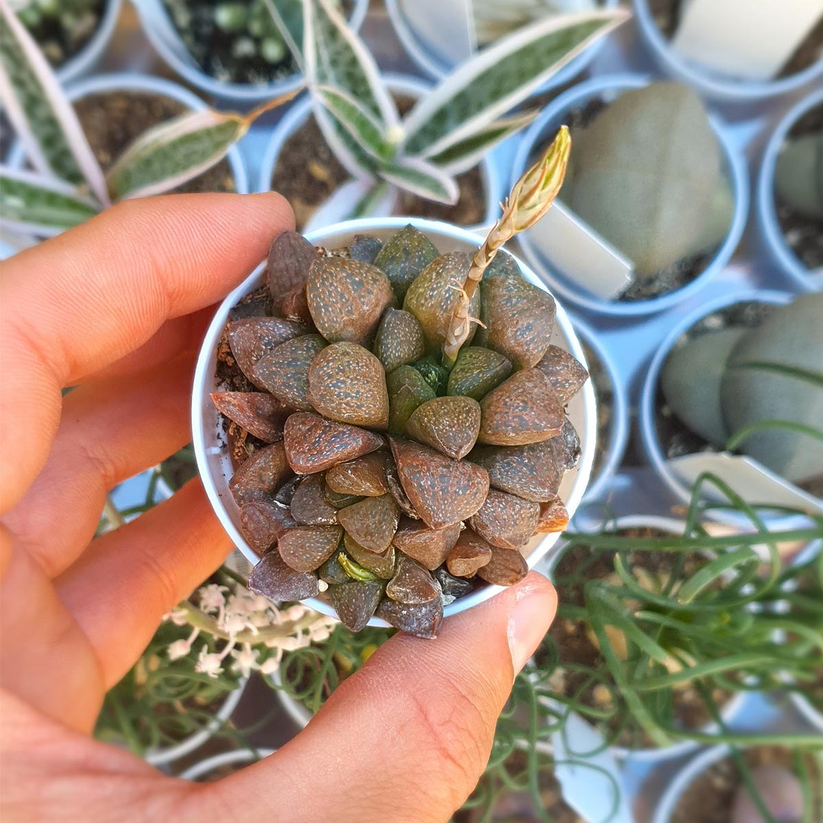 Haworthia_turgida_var._suberecta_-_site.jpg