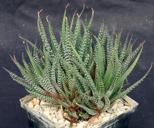 Haworthia,attenuata,GM579.5.jpg