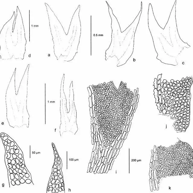 Herbertus-dicranus-a-d-h-i-j-and-k-from-50760-H-b-c-and-e-from-50758_Q640.jpg