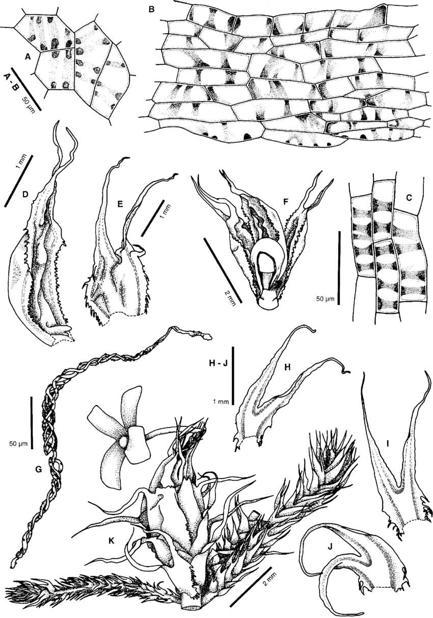 Herbertus-sendtneri-A-epidermal-cells-of-capsule-wall-surface-view-B-cross-section-of.png