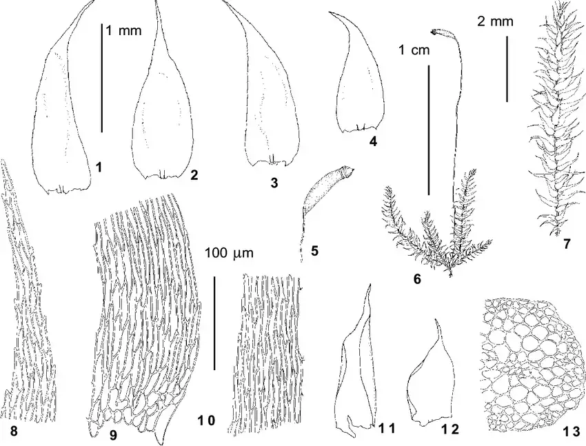 Herzogiella-seligeri-Brid-Iwats-from-Kazakh-Altai-Riddera-Polyakov-371-1-4.png