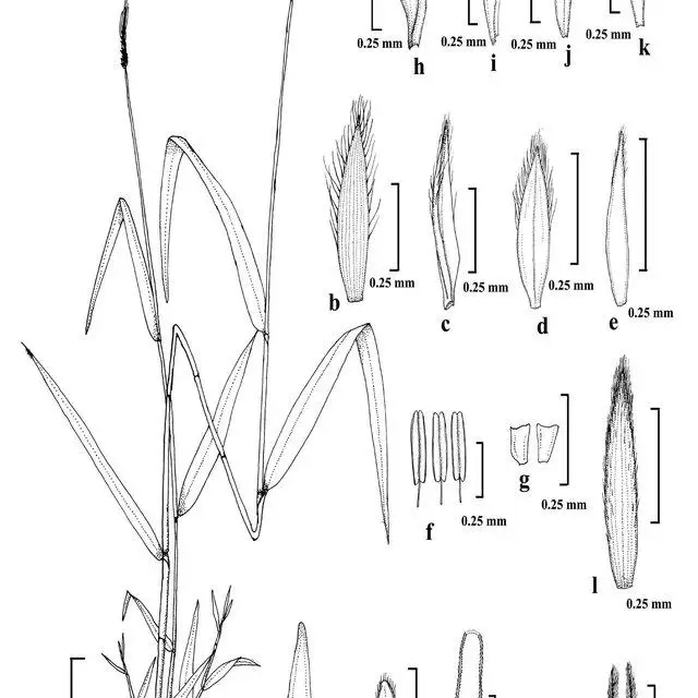 Heteropogon-contortus-L-P-Beauv-ex-Roem-Schult-a-Habit-b-g-Lower-homogamous_Q640.jpg