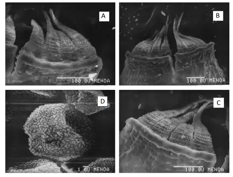 Holomitrium-arboretum-Mitt-A-B-C-Peristome-D-Spore.png