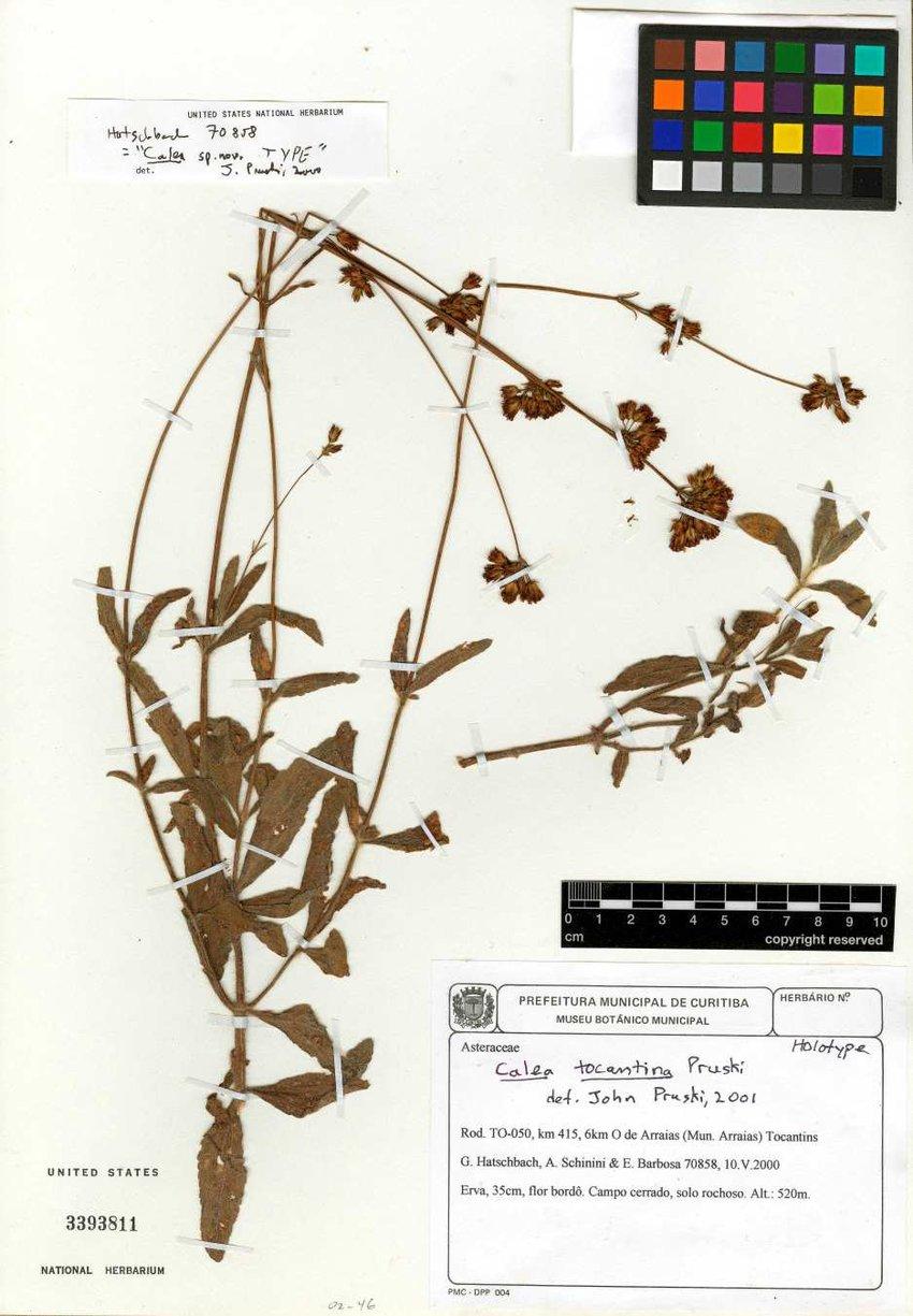 Holotype-of-Calea-tocantina-Pruski-Hatschbach-et-al-70858-US.jpg