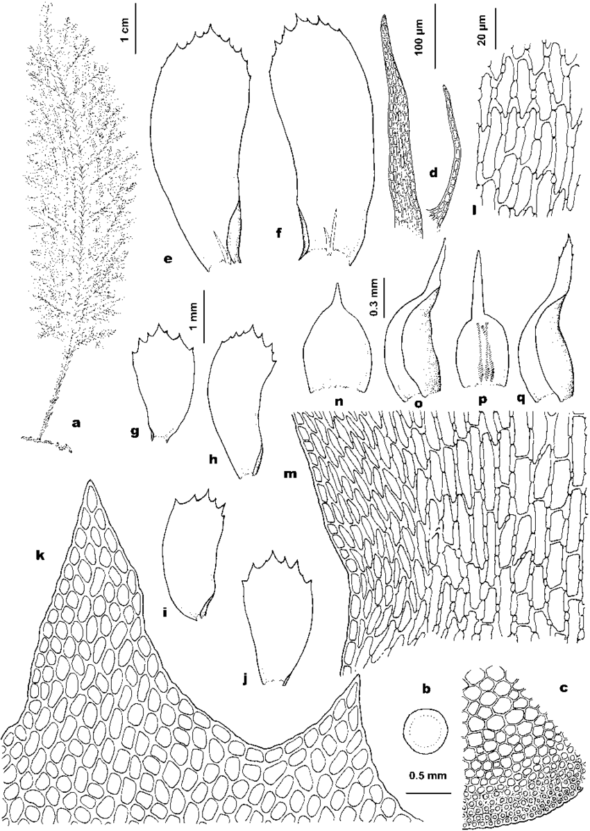 Homaliodendron-pulchrum-LYPei-YJia-a-plant-b-c-cross-section-of-stem-d.png