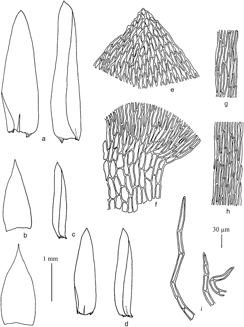 Horikawaea-tjibodensis-a-Stem-leaves-b-stolon-leaves-c-and-d-branch-leaves-e.png